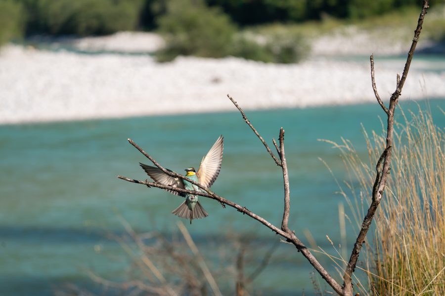 Utrinek iz snemanja za film - čebelar ob Soči (foto Rok Rozman)